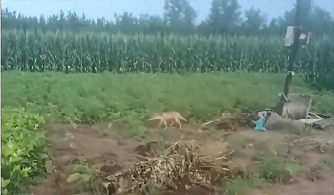 法国甲组联赛
_陕西榆林青云镇有狼外逃?当地回应:是狼犬法国甲组联赛
,目前击毙6条,未逃的15条狼犬也已击毙