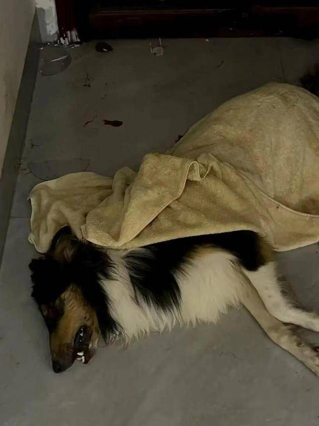 意大利甲组联赛
_广西一小区有人高空抛食毒死多条宠物狗意大利甲组联赛
,居民悬赏万元寻线索,警方已立案调查