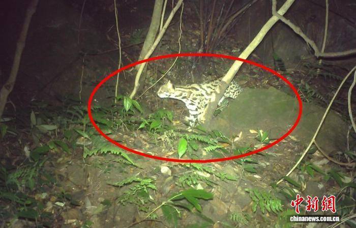 金浦vs全罗南道天龙_四川荣县:红外相机捕捉到“兽群大片”