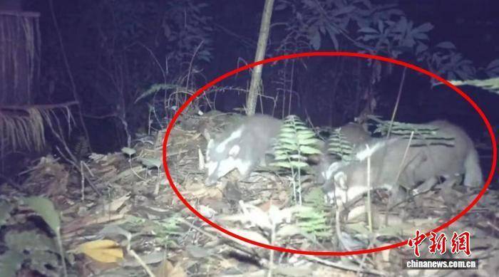 金浦vs全罗南道天龙_四川荣县:红外相机捕捉到“兽群大片”